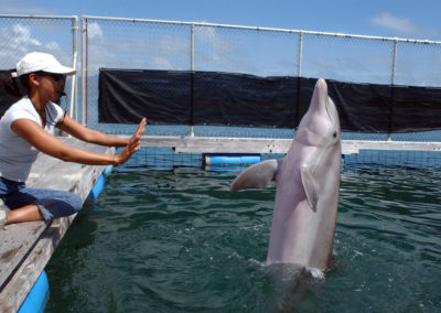 A dolphin scoots backwards in the water as a women gives a hand signal.