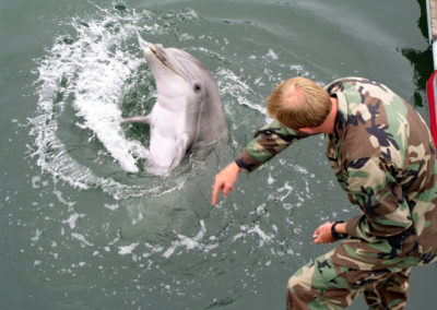 A dolphin spins in the water at a man's command.