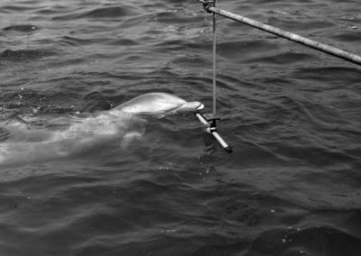 A dolphin investigates a pole suspended over the water.