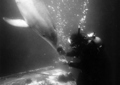 A dolphin delivers items to a diver underwater.