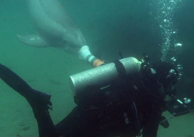 A dolphin touches a nosepiece to a diver underwater.