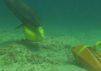 A dolphin wears a yellow marker buoy on its snout as it nears a training object.
