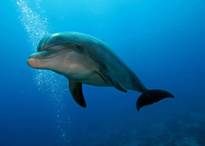 A bottlenose dolphin swims through blue water.