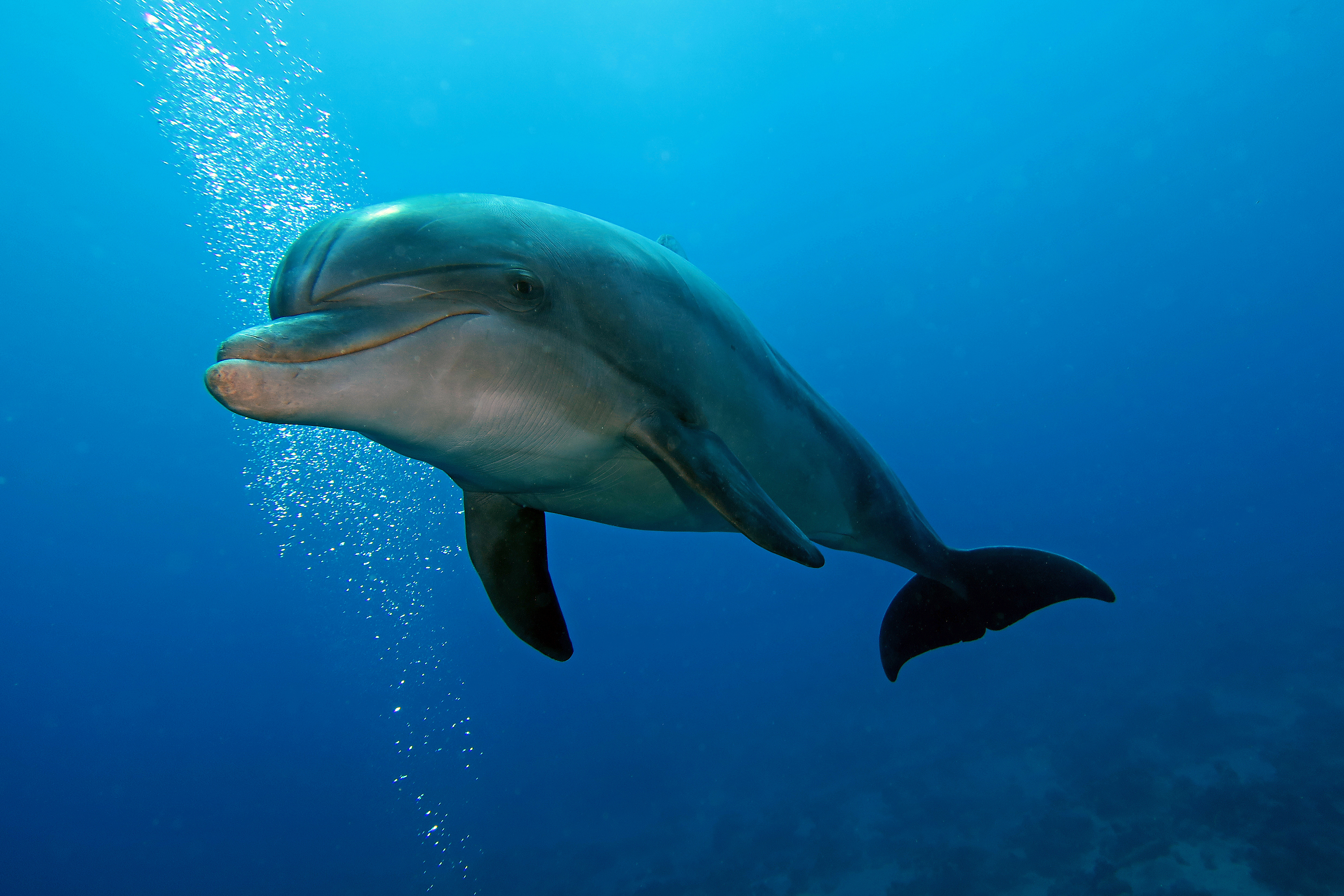 Дельфины живут в море. Дельфин-Афалина. Дельфины афалины. Бутылконосый Дельфин Афалина. Черноморская Афалина.
