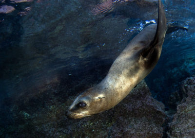 A California seal ion swims among water and rocks.
