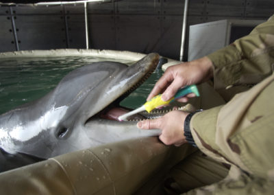 A person brushes a dolphin's teeth using a toothbrush.