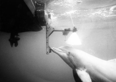 A dolphin exhales through its blow hole into a suspended funnel.