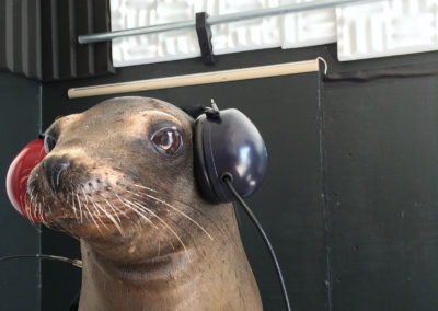 A sea lion wears headphones over its ear openings.