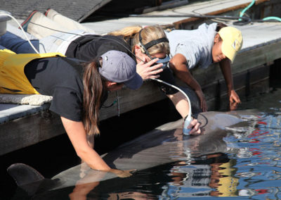 A veterinarian and two assistant touch a wand to a dolphin's side.